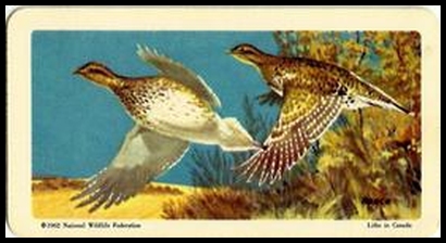 32 Sharp tailed Grouse